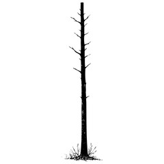 Tall tree stands alone in a dry field
