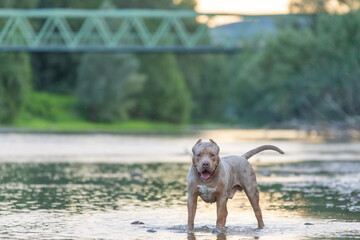 American Bully XXL debout dans une rivi&egrave;re 