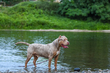 American Bully XXL debout dans une rivi&egrave;re