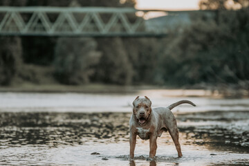American Bully XXL debout dans une rivi&egrave;re