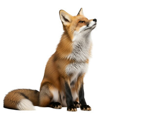 Obraz premium Cute Red Fox Isolated on White Background Adorable Wildlife Animal Portrait Collection