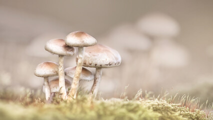 A Group Of Clustered Woodlover (Hypholoma Fasciculare)
