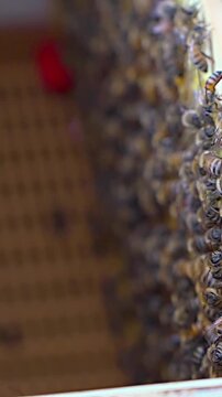 Bees Walking on Honeycomb and Carrying Honey. Macro shot of Domesticated Insect, Beekeeper and Farmers Life. High quality 4k footage