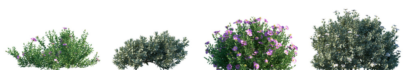 Fototapeta premium Set of Cistus incanus and Cistus albidus blossoming frontal street shrubs isolated png on a transparent background perfectly cutout