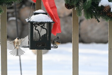 Tufted titmouse © tacse7