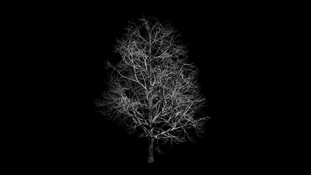 Aesculus Hippocastanum tree swaying in winter wind, realistic animation with transparent background and alpha channel in 4k