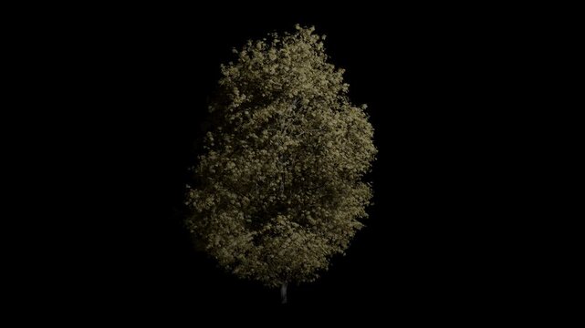 Aesculus californica tree swaying in autumn wind, realistic animation with transparent background and alpha channel in 4k