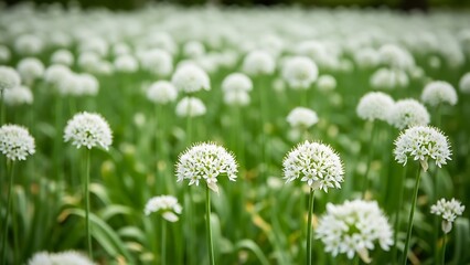 White dandelions in a lush green field