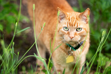 Domestic ginger pet tabby cat surrounded by greenery in a yard