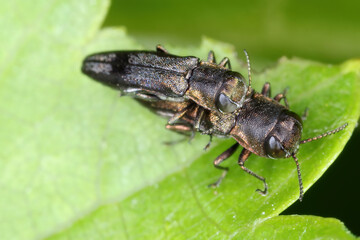 Fototapeta premium Wine jewel beetle, Agrilus derasofasciatus. The larvae of this species of beetle from the Buprestidae family feed on grapevine shoots. Adult beetle on a leaf.