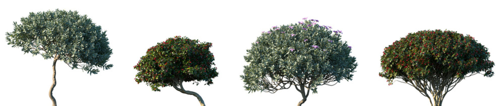 Set of Cistus albidus and Euonymus europaeus blossoming frontal street shrubs isolated png on a transparent background perfectly cutout