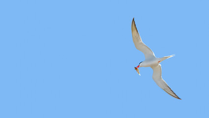 Obraz premium Arctic Tern With A Fish (Sterna Paradisaea)