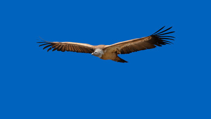 Fototapeta premium Flying Griffon Vulture (Gyps Fulvus)