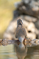 Obraz premium European turtle dove (Streptopelia turtur) photographed in Spain