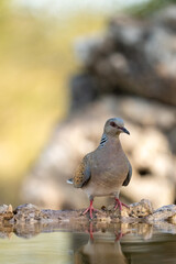 Obraz premium European turtle dove (Streptopelia turtur) photographed in Spain