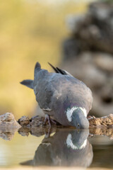 Fototapeta premium Wood pigeon (Columba palumbus) photographed in Spain