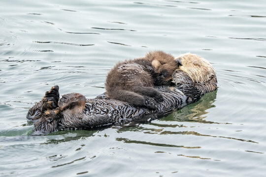 A female sea otter and her young pup napping.  Sleep is extremely important to conserve energy.  Sea otters are also an important keystone species. 