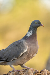 Wood pigeon (Columba palumbus) photographed in Spain