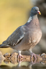 Obraz premium Wood pigeon (Columba palumbus) photographed in Spain