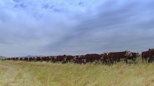 Large herd of polled hereford cattle standing in a row in a grassy pasture. 4K