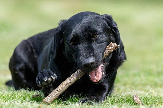 Portrait of a cute black Labrador chewing a stick