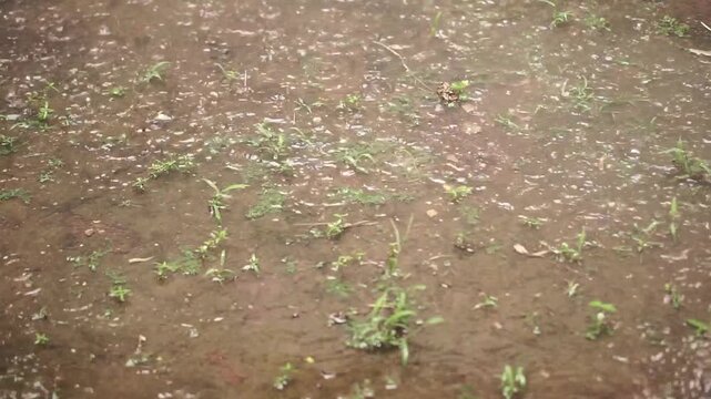 Heavy Raindrops Splashing into Muddy Ground with Small Green Weeds and Grass Shoots During a Storm