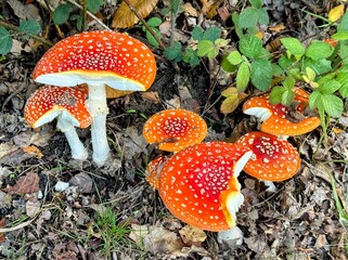 Group of fly agaric fungi in woodland setting