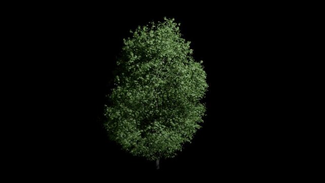 Aesculus Hippocastanum tree swaying in summer wind, realistic animation with transparent background and alpha channel in 4k