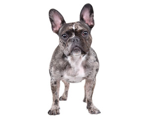 Cute French bulldog standing isolated on white background