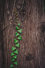 Green plants climb up a rough brown tree trunk. The plants have small leaves and grow in a vertical pattern. Sunlight shines on the tree bark, highlighting its texture and natural colors