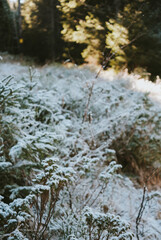stream in the forest
