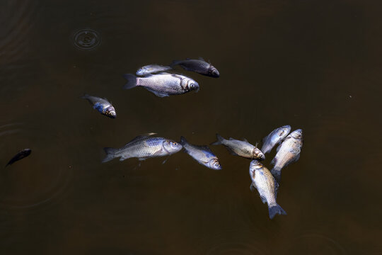 Dead fish floating on surface of dark water, an unsettling image of water pollution and environmental disaster from industrial discharge.