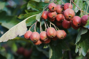 Red hawthorn fruit grows on the tree