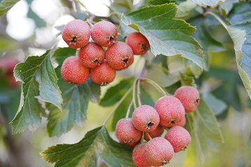 Red hawthorn fruit grows on the tree