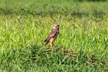 Fototapeta premium Beautiful South American burrowing owl in its natural, wild environment.