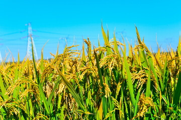 Naklejka premium Mature rice in the field
