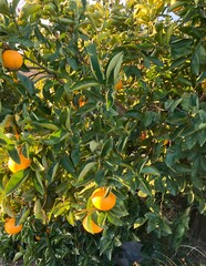 柑橘の果樹園