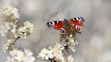 Wild Appletree Blossoms With A Peacock Butterfly (Aglais Io)