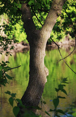 Fototapeta premium Tree in Light