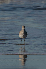 Bird on the beach