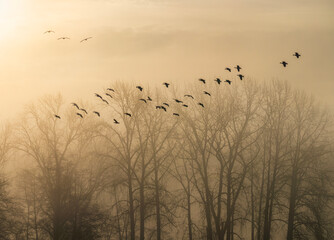 Canada geese silhouettes returning at dusk through golden mist over foggy wetlands treeline serene migration flock in twilight sky fine art wildlife landscape nature photography quiet homecoming