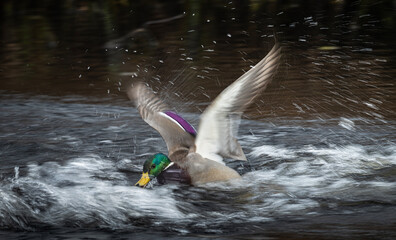 Wild mallard duck splashing in fast river dramatic water spray frozen droplets motion blur wings wildlife action photography untamed nature moment of energy freedom and renewal in rushing current