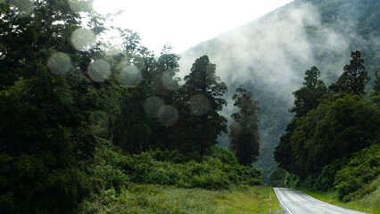 road going through jungle rain forest bush new zealand west coast green lush © Antonina