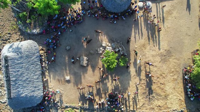 Aerial drone footage of rode horses moving in circle around graves stones and tree, in the middle of a traditional wooden thatch houses village, in a sunny and dusty atmosphere. Sabu island, Indonesia