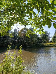Quiet Forest Pond with Floating Water Lilies
