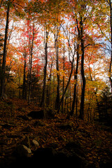 autumn in the forest