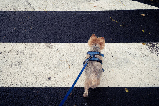 Retrato de un peque&ntilde;o perro Yorkshire dando un paseo y cruzando un paso de peatones