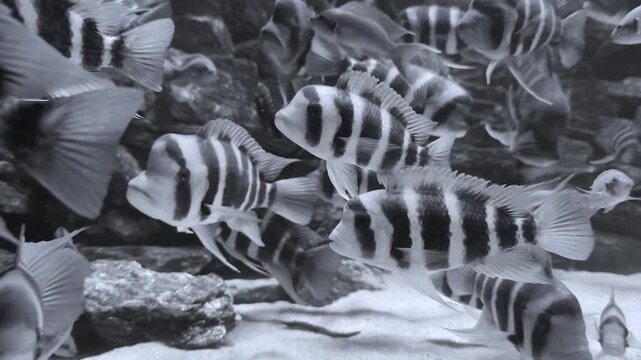 Beautiful zebra fish with black white stripes swimming underwater.