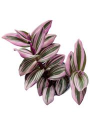 real pink foliage isolated png cutout