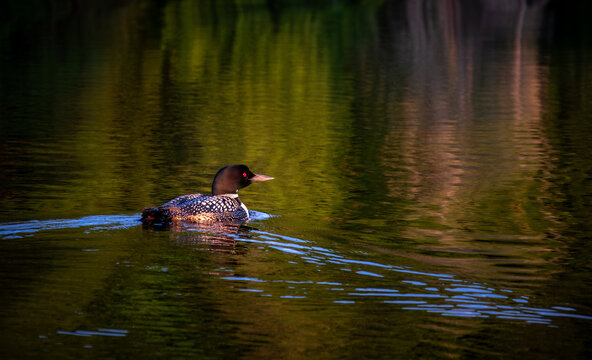 Loon on a lake in Michigan's Upper Peninsula